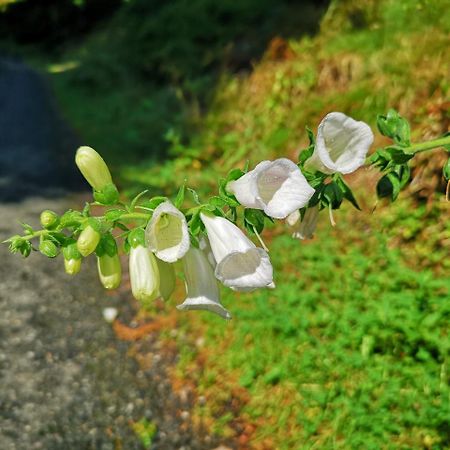 Penzion Lesni Pramen Praiano Dış mekan fotoğraf
